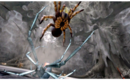 Spider_jump
